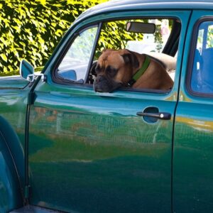 犬も車酔いするの？ 犬と楽しくドライブするために 対策方法を知っておこう！
